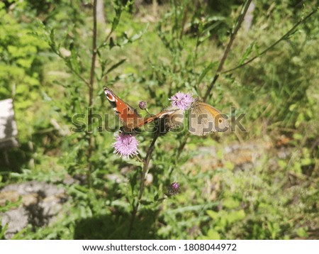 Butterfly, wings with eyes, feed on the flower