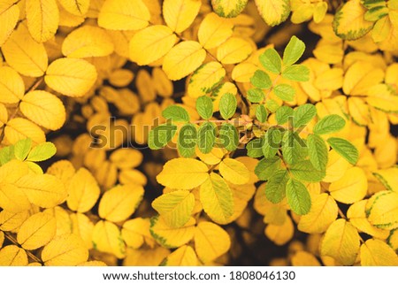Autumn background with Golden and green leaves. Fall mood.