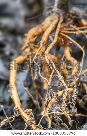 Sylviculture. White alder (Alnus incana) in spring, when buds open. Bare roots of young alder have orange color, as well as nodule growths containing microorganisms that can absorb nitrogen from air Royalty-Free Stock Photo #1808055796