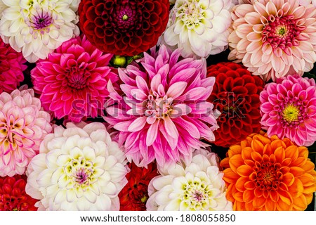 Red white Dahlia flowers with rain drops, top view wallpaper background. Colorful dahlia flowers, wallpaper backdrop. Blossoming dalias bloom