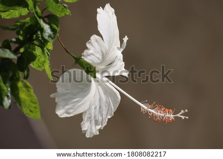 White Hibiscus is a flowering shrub, This shrub is known for its beautiful flowers and hardy nature.