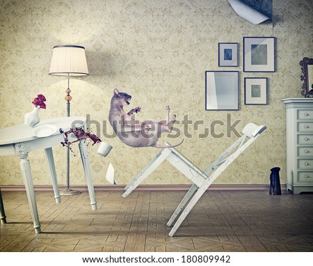 cat falling  in vintage room. photo compilation concept