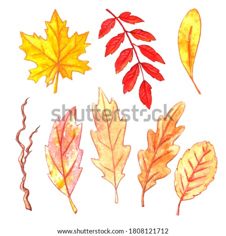 Set of watercolor autumn Hand drawn of various oak, maple, Rowan, and aspen leaves on white background. Natural design elements.