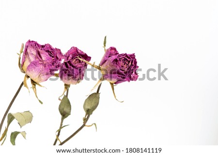 Dry roses on white background