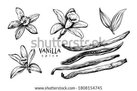 Vanilla flowers, leaves, pods and sticks. Set spice. Linear art on a white background. Vector hand drawing illustration. Royalty-Free Stock Photo #1808154745
