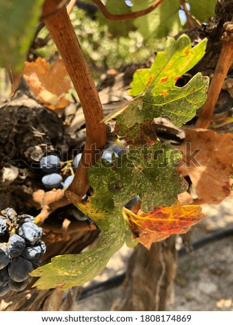 A lot of purple grapes and brown leaves to make wine