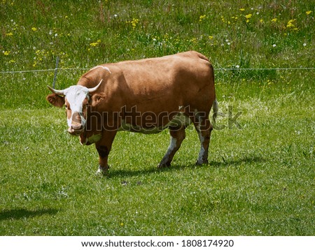 A brown-white cow on a green alpine summer meadow in Styria, Austria.