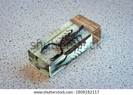 Scorpion in rectangular glass, used in biology class. Educational subject.