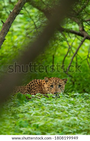 Wild male Indian leopard or panther stalking from natural green background in monsoon season safari - panthera pardus fusca