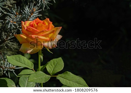 Ambiance Rose is premium tea rose hybrid. Rose flower with beautiful delicate petals of rich yellow-orange color. Selective focus. Blurred background of blue Hoopsie spruce branches in  background. 