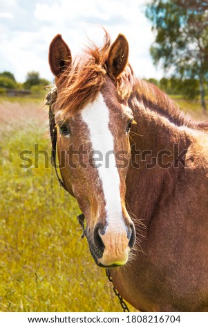 A beautiful horse. Horse in the field against the background of trees and gloomy sky