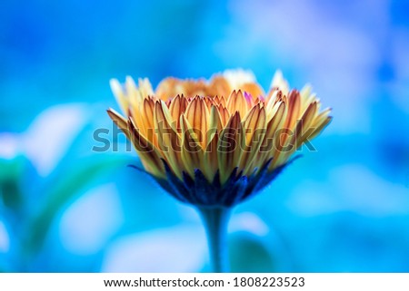Orange flower petals, close up and blue background
