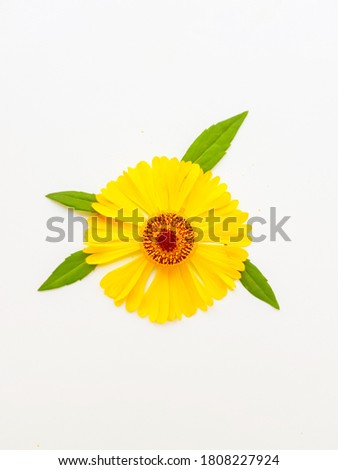 Yellow rudbeckia flower or coneflower on a white background with green leaves. Autumn coneflowers. Background.