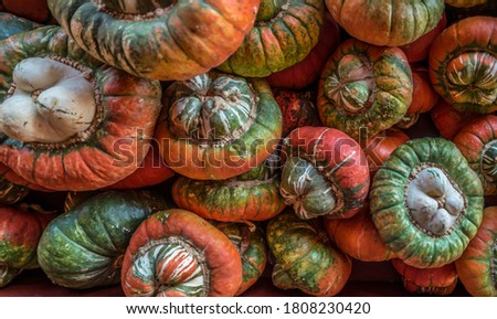 Unique and strange looking squash together in a pile closeup for sale at a farm for the autumn season