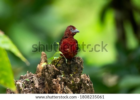 A Silver-beaked Tanager perching deep in the rain forest. Tropical bird in a forest, bird perching on a branch, Tropical bird in natural surroundings, red bird.