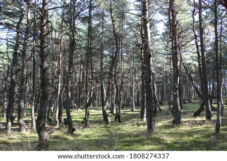 A forest of young pine trees.The trunks of some pines have curved shape. The sun shines through the trees - Reserve on the Baltic Sea coast "Dancing Forest"