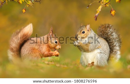 Close up of grey and red squirrels in autumn, UK.