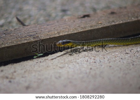 Dark moody picture of a snake crawling on the ground