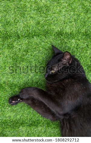 Black cat lying on green grass