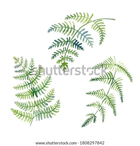 Watercolor set of fern leaves, hand-drawn. Fern isolated on white background. Perfect for your designs, scrapbooking, invitations.