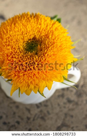 Yellow sunflower on a brown background.