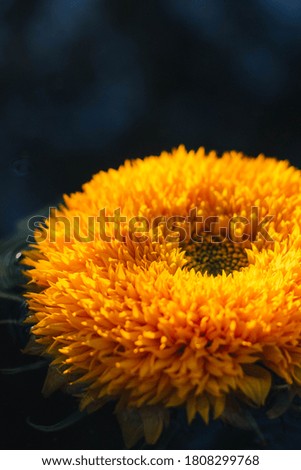 Yellow sunflower on a dark blue background.