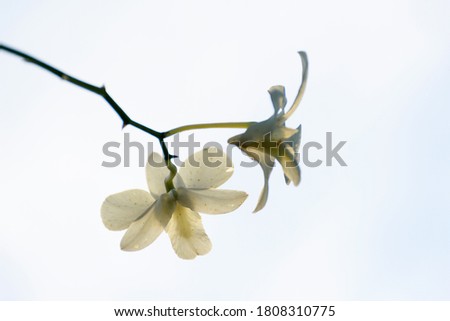 Thai White orchids along the road, white background