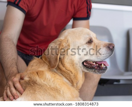 Photography of a nice labrador dog waiting sitting with his owner at the veterinarian