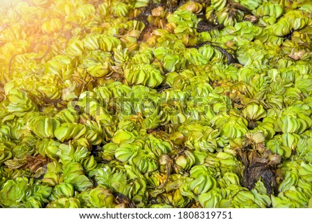 Green plant over the water.Salvinia molesta,giant salvinia, or as kariba weed after it infested a large portion of the reservoir of the same name, is an aquatic fern, native to south-eastern Brazil.