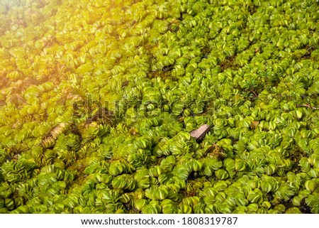 Green plant over the water.Salvinia molesta,giant salvinia, or as kariba weed after it infested a large portion of the reservoir of the same name, is an aquatic fern, native to south-eastern Brazil.
