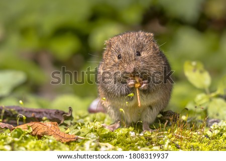 Field vole or short-tailed vole (Microtus agrestis) eating berry in natural habitat green forest environment. Royalty-Free Stock Photo #1808319937