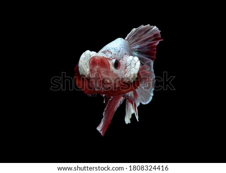Betta fish (Siamese fighting fish) short tail Plakad has a colorful body and tail and. The black background and fish look distinct and good macro detail.This wildlife from asia thailand.