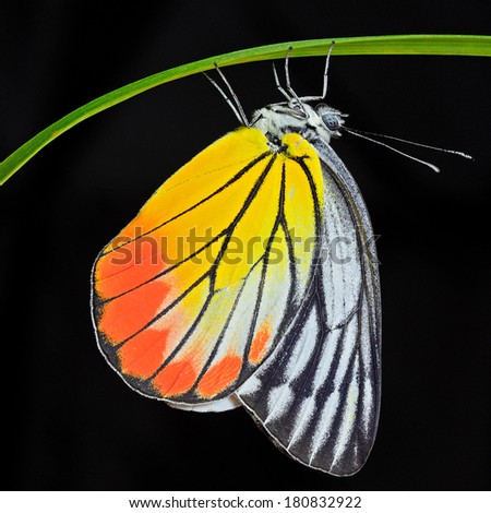 Closeup Painted Jezebel butterfly on black background.(Deilas hyparete)