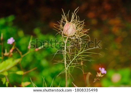 
thistle, in evening light with blurred background