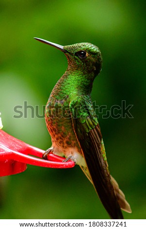 A colorful Buff-tailed Coronet hummingbird, found in Mindo Valley belong of Biosphere Reserve located in northern Ecuador, in the Pichincha Province, north-west of the capital city Quito.