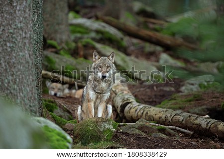 Eurasian wolf, hiding in the forest. Wolf during morning rest. Europe nature. Successful predator in the forest. Rare predator in European nature