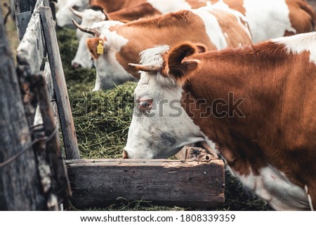 milch cows in farm pets that benefit