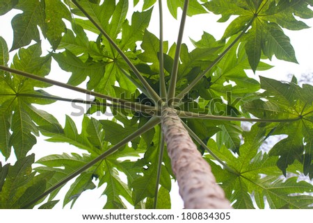 Pictures of papaya trees.