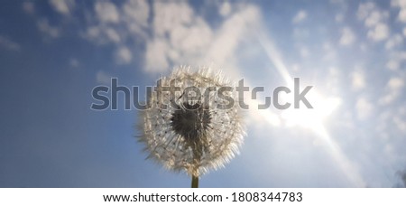 faded dandelion against the blue sky