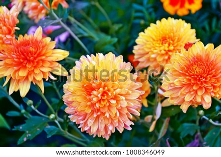 selective focus. Colorful chrysanthemum flowers on a background of the autumn landscape. meadow blooming