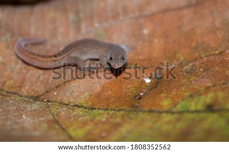 A beautiful tiny gekko of the brazilian savanah