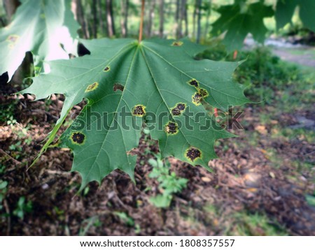 Maple spots bloom in the forests