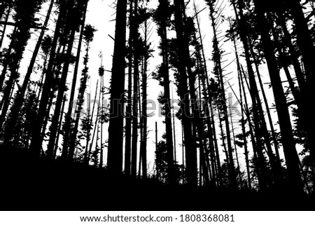 silhouette of pine trees in the forest residue of past fires