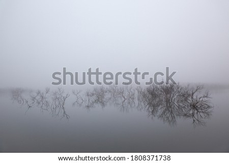 Fluvial tables in the natural park of 'Las Tablas de Daimiel' surrounded by fog. Reflection of a big branch in the water at dusk in Ciudad Real, Spain.