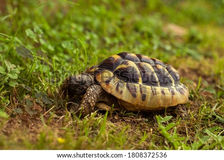 Cute greek tortoise in nature