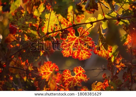 Autumn background. Background of colorful autumn leaves. Grape leaf in the light of the sun. Autumn.