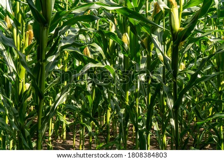 Background of green BIO organic corn field farm agricuture with summer blue sky