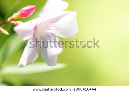 Concept nature view of white pink leaf on blurred greenery background in garden and sunlight with copy space using as background natural green plants landscape, ecology, fresh wallpaper concept.