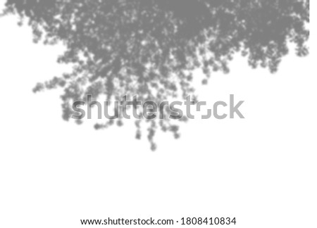 Summer background of plant shadows. Shadow of tree leaves on a white wall. White and black to overlay a photo or mockup.