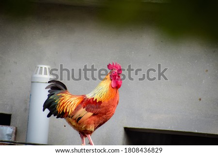 A photography of a rooster with it's bright radiant feathers and beautiful combs and wattles walking on the brick wall.